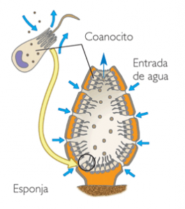coanocito